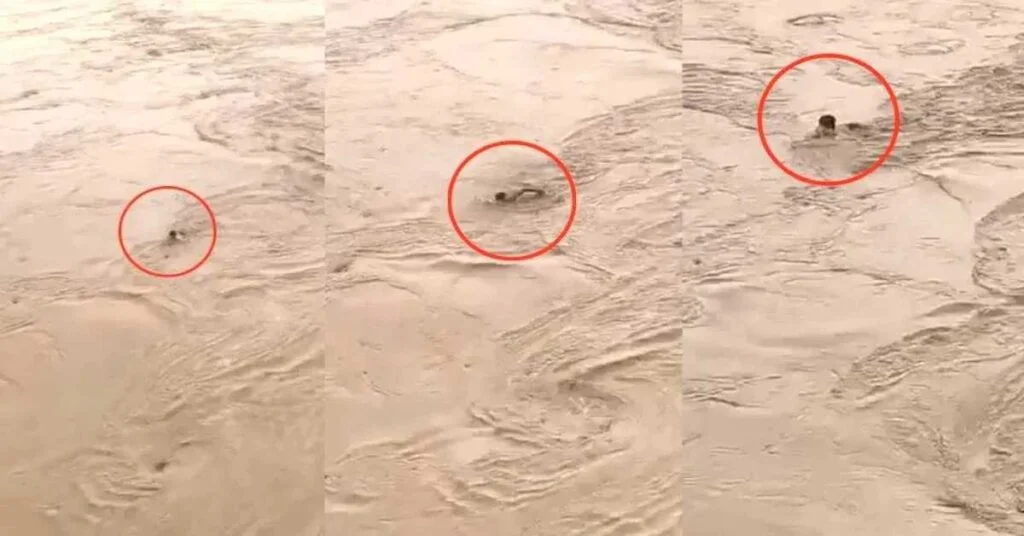 A bet of Rs 500 proved costly: Two brothers drowned in the Yamuna River.